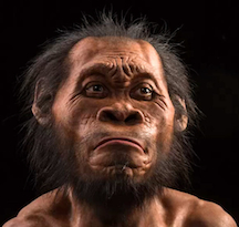 Homo-naledi.jpg