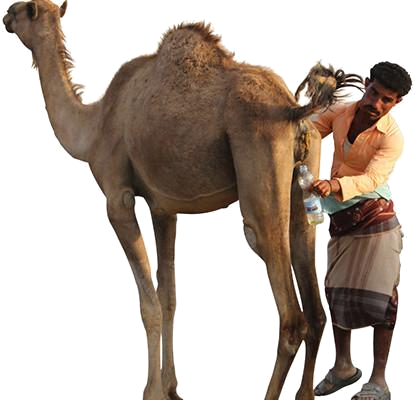 drinking-camel-urine-in-yemen.png