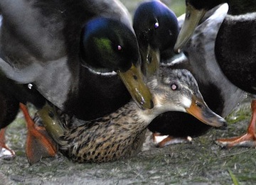 duck-rape.jpg