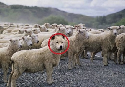 wolf-in-sheeps-clothing.jpg